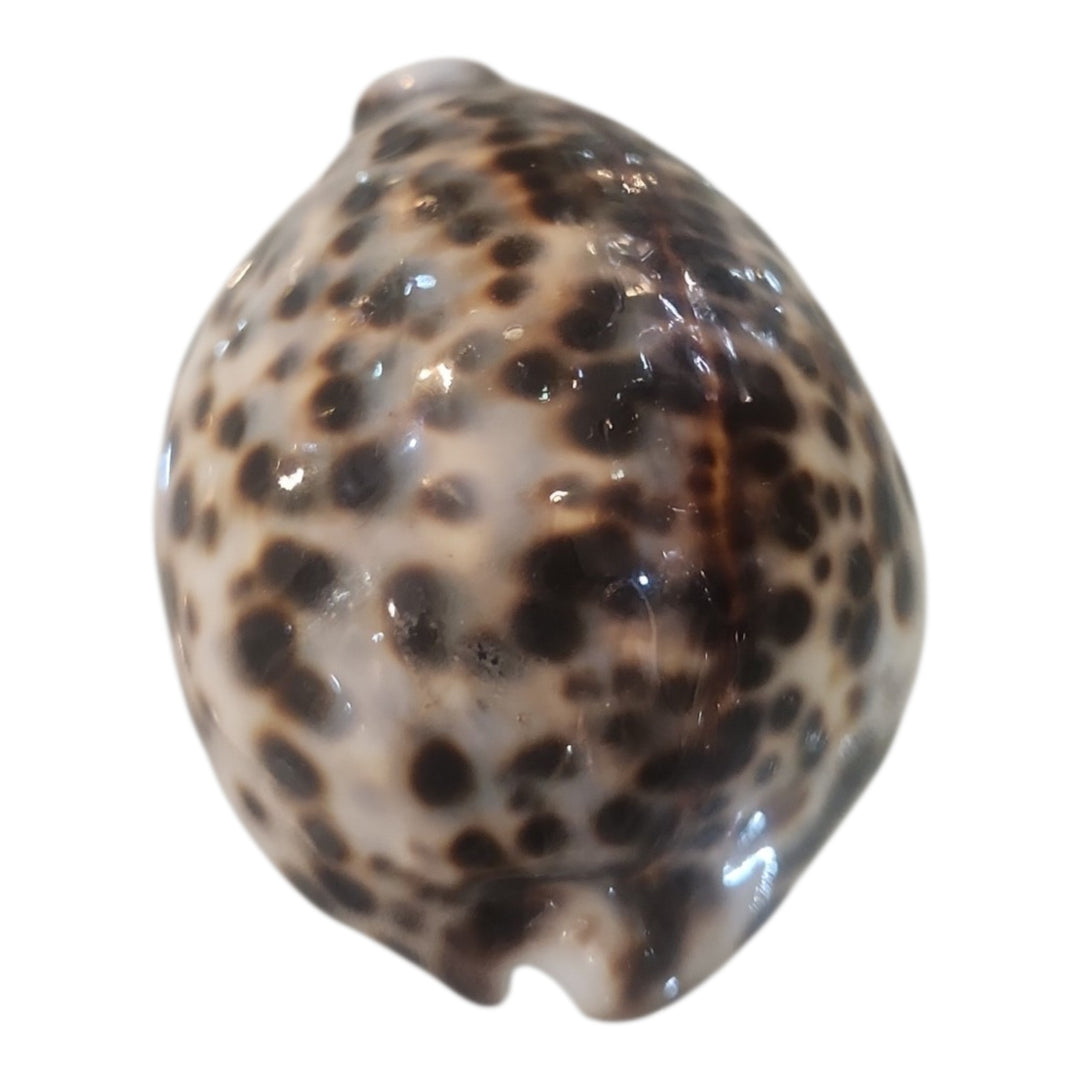 CARACOL DECO 6.5X5X4CM COD:110108