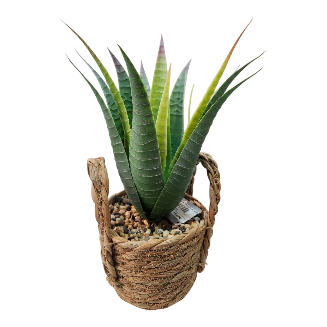 PLANTA C/POTE 12X12X29.5CM