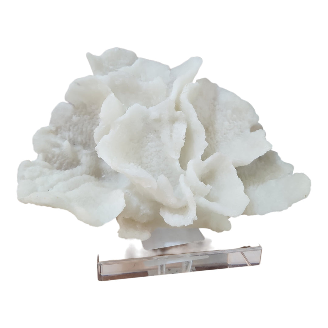 CORAL DECOR 21.4X12.5X15.5CM COD:118246