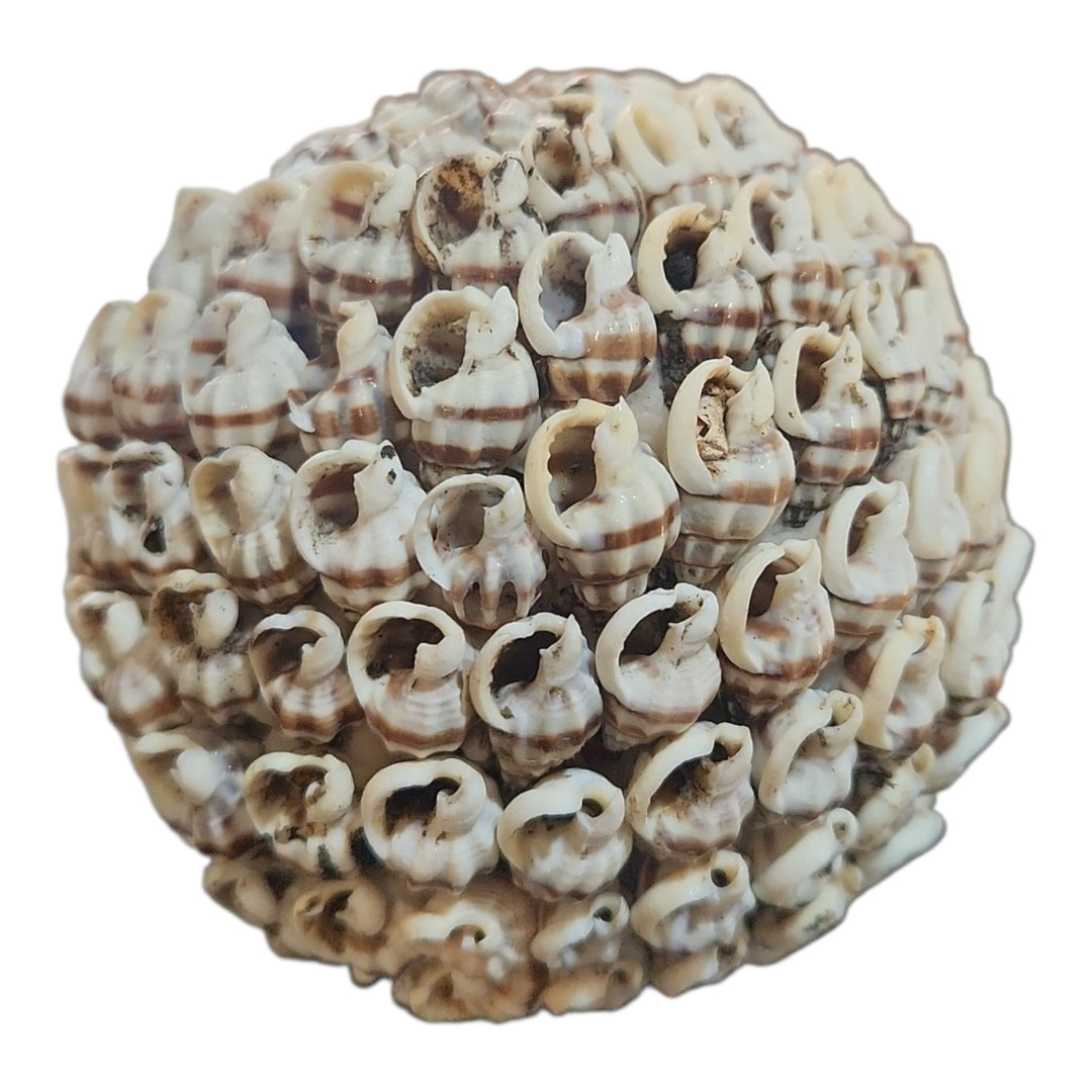 ESFERA DECOR CARACOLES 8CM COD:118937