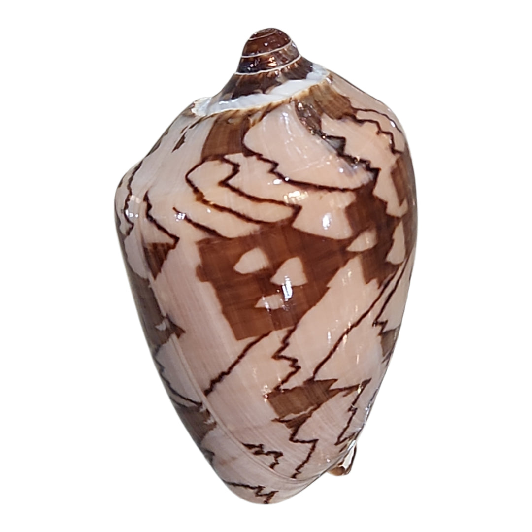 CONCHA VOLUTA AMORIA 11CM