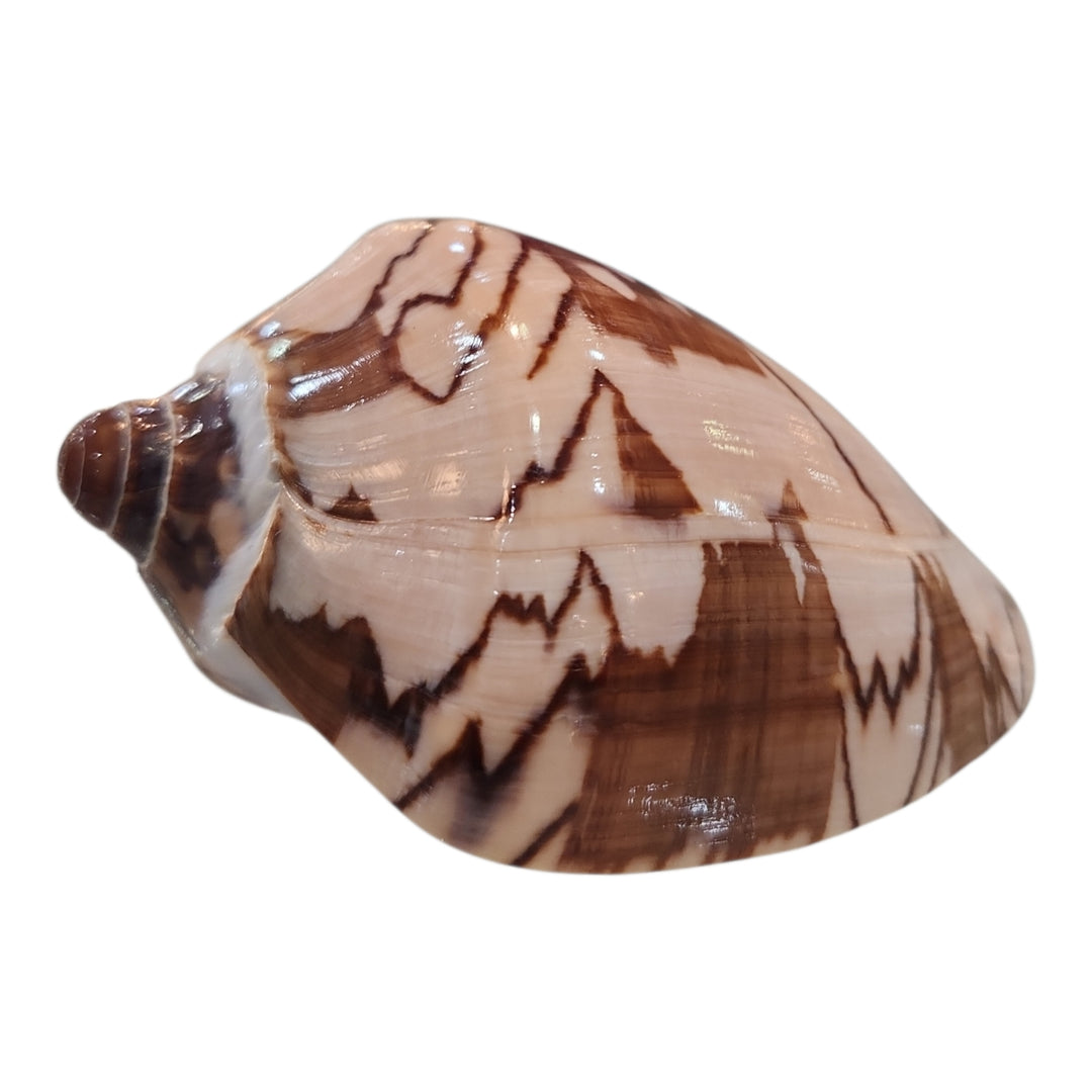 CONCHA VOLUTA AMORIA 11CM