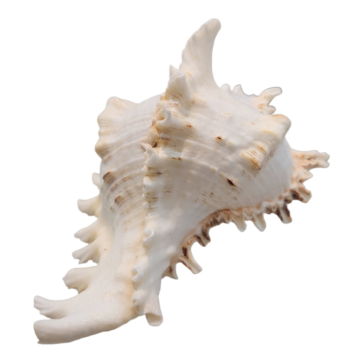 ADORNO CONCHA DECORACIÓN