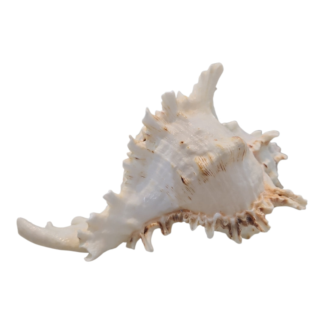 ADORNO CONCHA DECORACIÓN