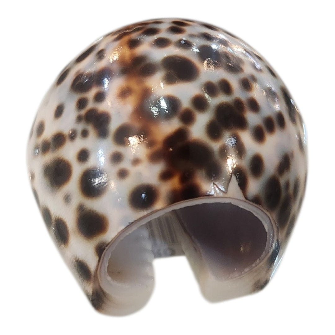SERVILLETERO CONCHA 5X5X4CM COD:118958