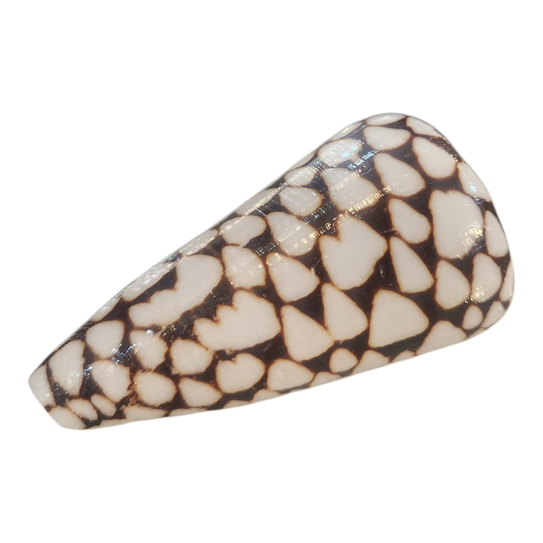 CONCHA CONUS MARMOREUS 7CM COD:118964