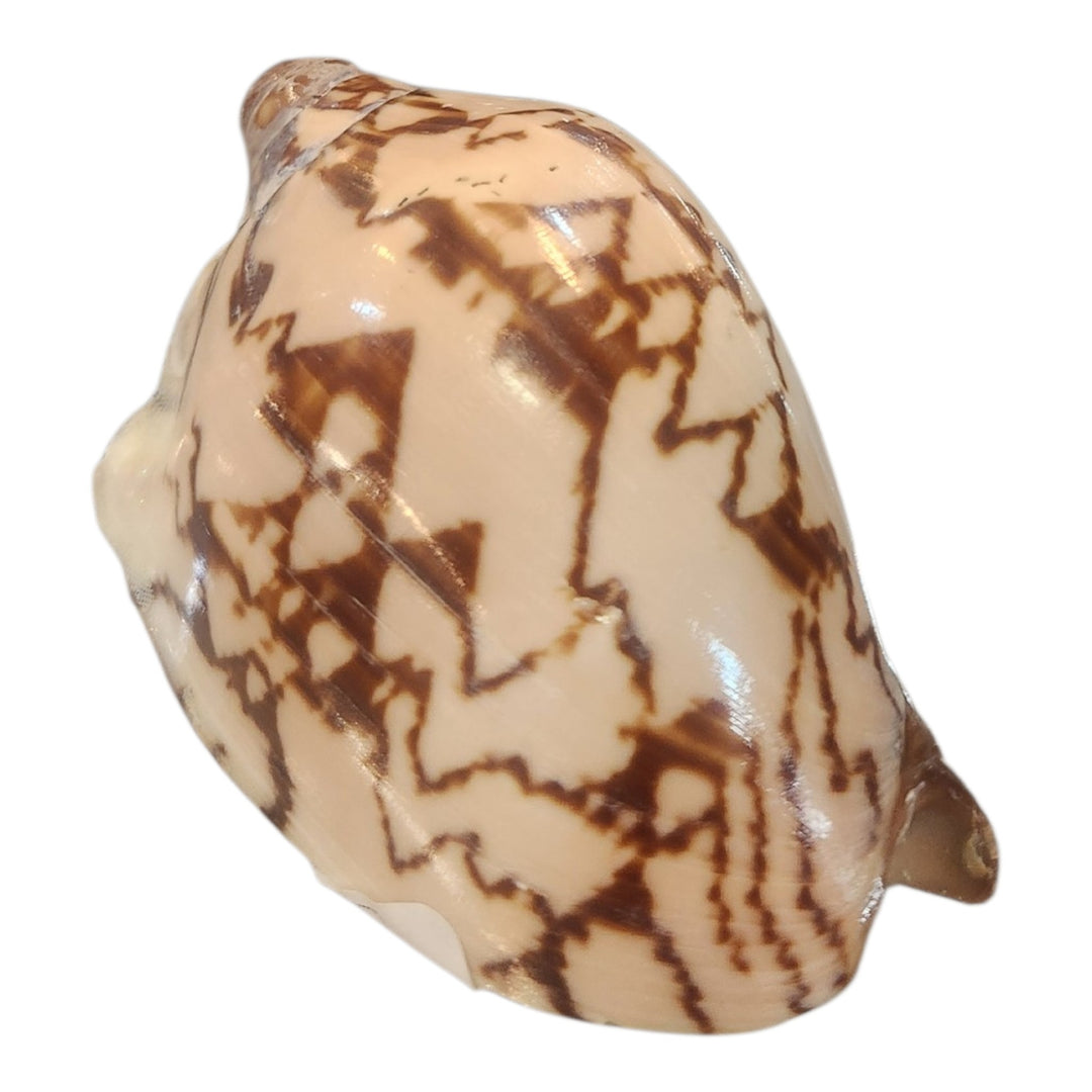 CONCHA VOLUTA AMORIA 8CM COD:118965