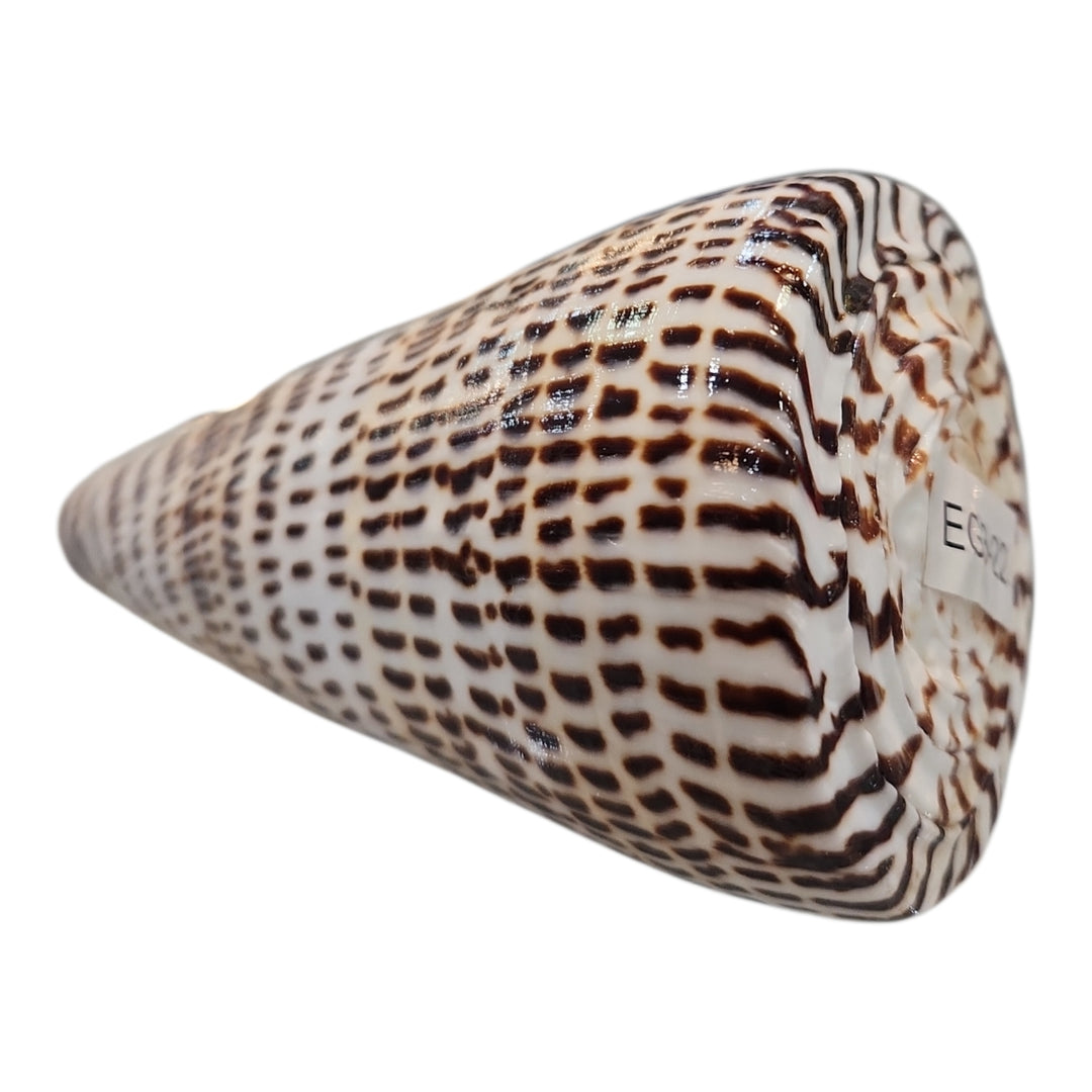 CONCHA CONO LEOPARDO