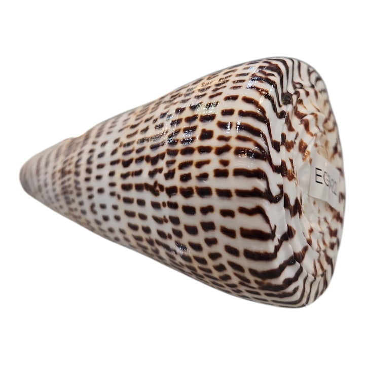 CONCHA CONO LEOPARDO