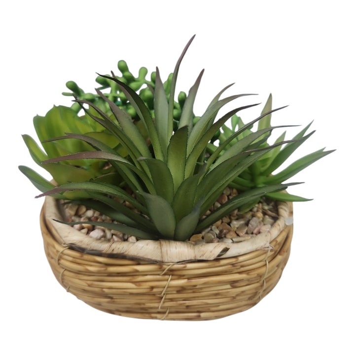 SUCULENTA CON POTE 15CM COD:120347