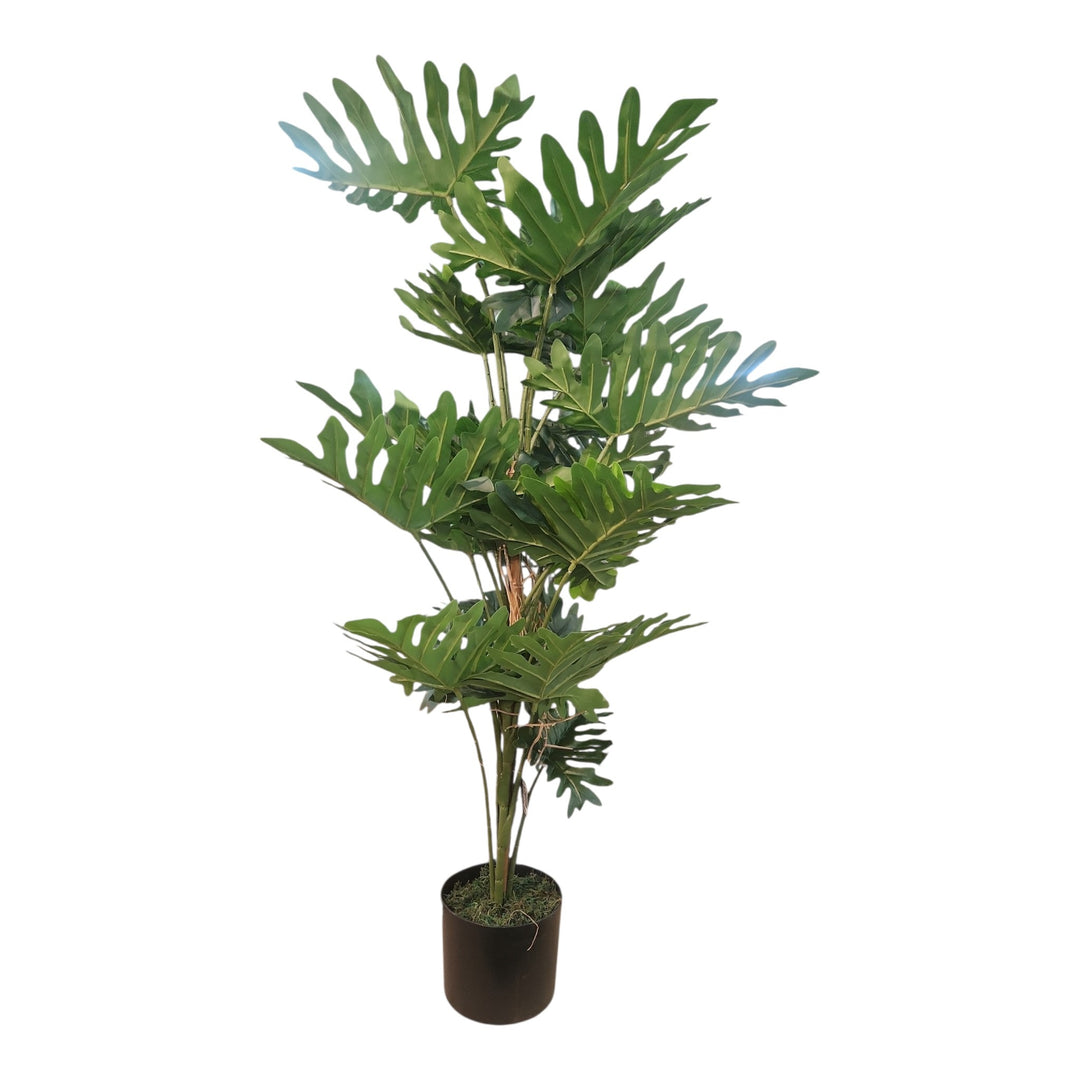 PLANTA FILODENDRO C/POTE 120CM COD:120374