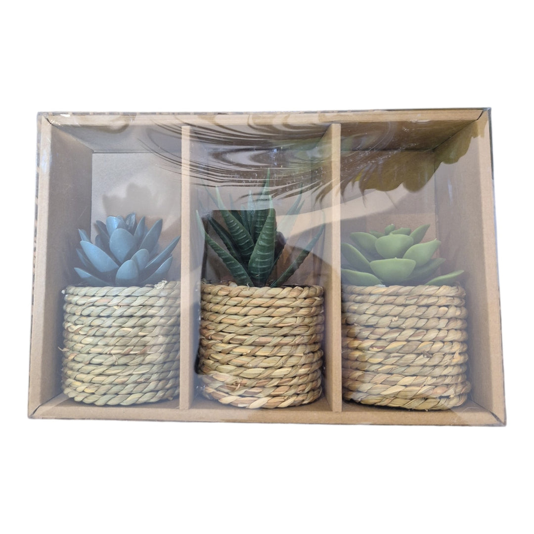 SET DE 3 SUCULENTAS 23x15x7CM COD:120927