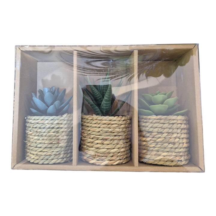 SET DE 3 SUCULENTAS 23x15x7CM COD:120927