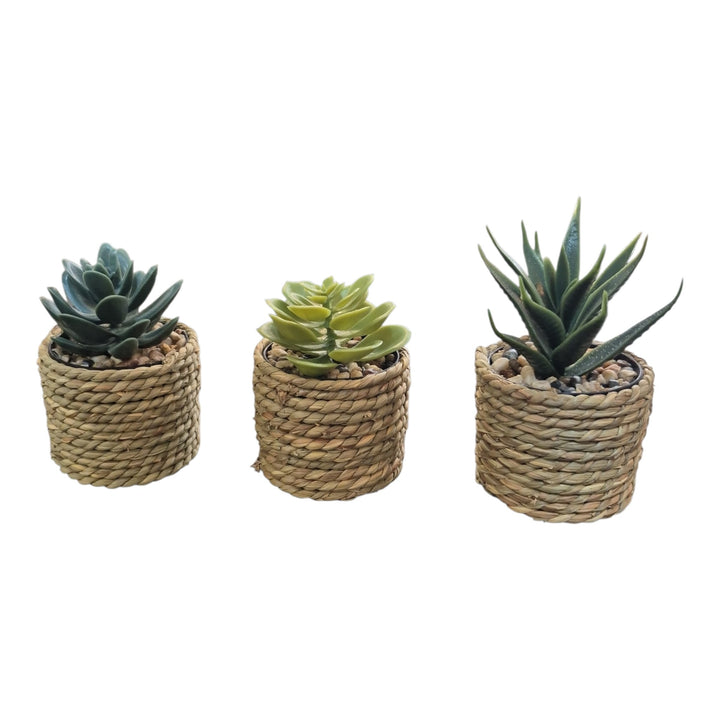 SET DE 3 SUCULENTAS 23x15x7CM COD:120927