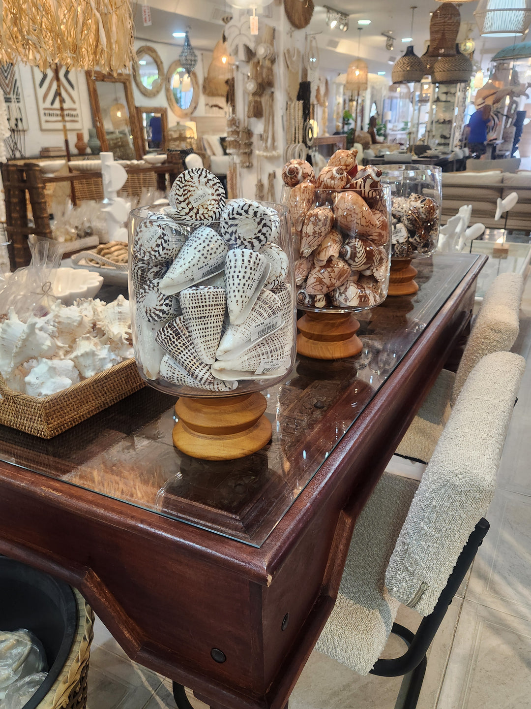 CONCHA CONO LEOPARDO