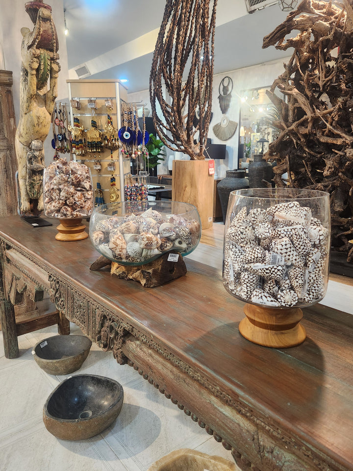 CONCHA VOLUTA AMORIA 11CM