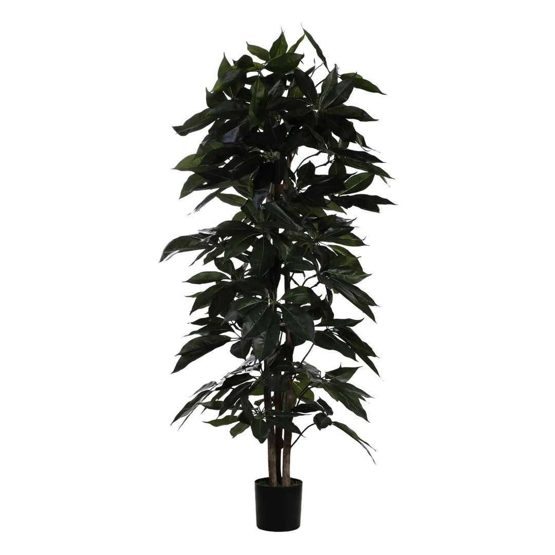 PLANTA C/POTE 55X55X180CM