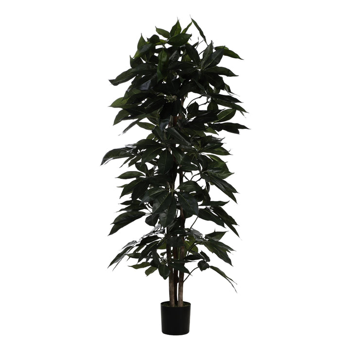 PLANTA C/POTE 55X55X180CM