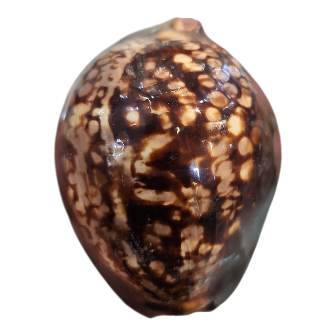 CARACOL DECO KERANG KAWAT 8X6X4CM COD:92004