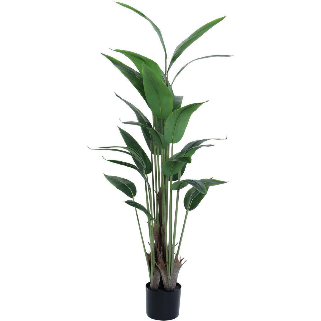 PLANTA C/POTE 150X80X150 CM - Barakah Home Store